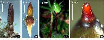 Attēlu rezultāti vaicājumam “Buxbaumia aphylla sporophyte”