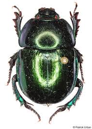 Attēlu rezultāti vaicājumam “Trypocopris vernalis”