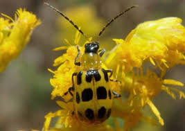 Attēlu rezultāti vaicājumam “Cribraria rubiginosa macro”