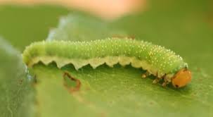 Attēlu rezultāti vaicājumam “Allantus cinctus”