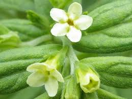 Attēlu rezultāti vaicājumam “Lithospermum officinale flower”
