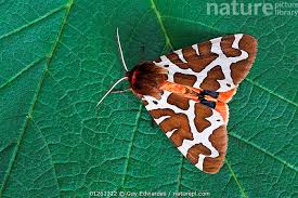 Attēlu rezultāti vaicājumam “Arctia caja”