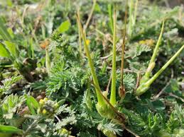 Attēlu rezultāti vaicājumam “Erodium cicutarium leaf”