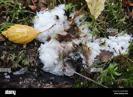 Attēlu rezultāti vaicājumam “Physisporinus vitreus”