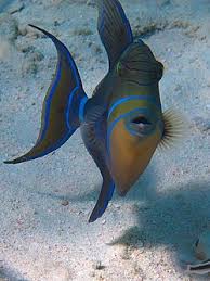 Image result for Balistes vetula