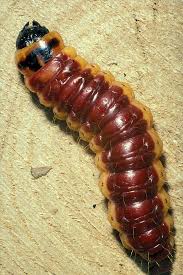 Attēlu rezultāti vaicājumam “Cossus cossus larva”