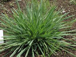 Attēlu rezultāti vaicājumam “Anthoxanthum odoratum fruit”