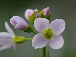 Attēlu rezultāti vaicājumam “Cardamine pratensis leaf”