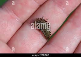 Attēlu rezultāti vaicājumam “Silpha obscura larva”