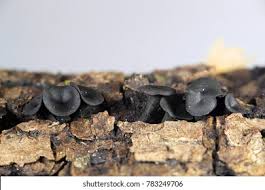 Attēlu rezultāti vaicājumam “Holwaya mucida”