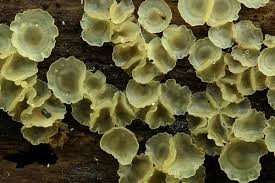 Attēlu rezultāti vaicājumam “Hyalorbilia inflatula”