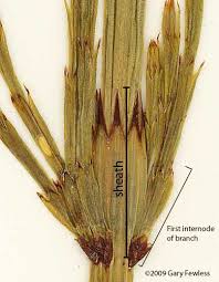 Attēlu rezultāti vaicājumam “Equisetum palustre”