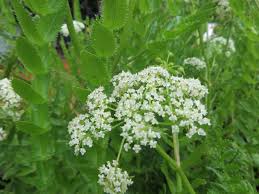 Attēlu rezultāti vaicājumam “Berula erecta”