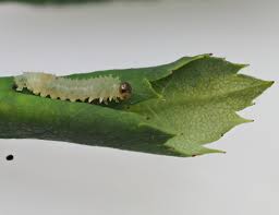 Attēlu rezultāti vaicājumam “Therevidae larva”