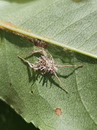 Attēlu rezultāti vaicājumam “Torrubiella arachnophila”