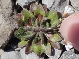 Attēlu rezultāti vaicājumam “Erophila verna leaf”