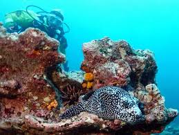 Image result for Belper Sub Aqua