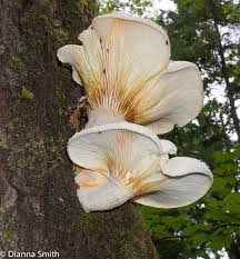 Attēlu rezultāti vaicājumam “Hypsizygus ulmarius”