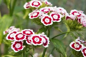 Image result for Dianthus barbatus