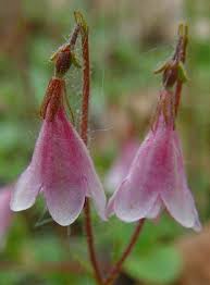 Attēlu rezultāti vaicājumam “Linnaea borealis”
