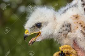 Attēlu rezultāti vaicājumam “Buteo buteo nest”