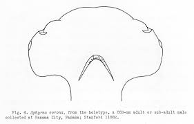 Image result for Sphyrna corona