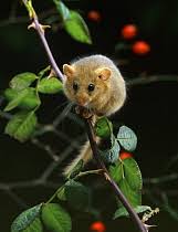 Attēlu rezultāti vaicājumam “Muscardinus avellanarius”