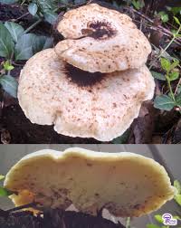 Attēlu rezultāti vaicājumam “Polyporus squamosus”