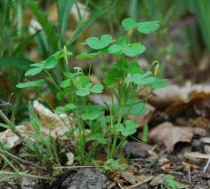 Attēlu rezultāti vaicājumam “Oxalis corniculata fruit”