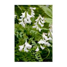 Attēlu rezultāti vaicājumam “Vicia sylvatica flower”