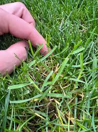 Attēlu rezultāti vaicājumam “Poa remota bud”