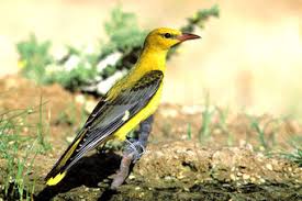 Attēlu rezultāti vaicājumam “Oriolus oriolus male”