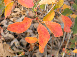 Attēlu rezultāti vaicājumam “Enkianthus chinensis leaf”