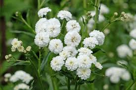 Attēlu rezultāti vaicājumam “Achillea salicifolia”