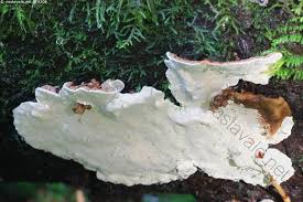 Attēlu rezultāti vaicājumam “Heterobasidion parviporum”