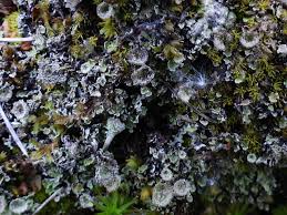 Attēlu rezultāti vaicājumam “Cladonia pyxidata”