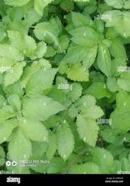 Attēlu rezultāti vaicājumam “Chaerophyllum aromaticum leaf”