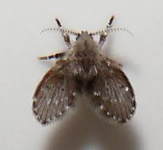 Attēlu rezultāti vaicājumam “Psychodidae”