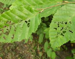 Attēlu rezultāti vaicājumam “Hordelymus europaeus leaf”