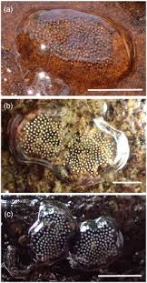 Attēlu rezultāti vaicājumam “Trichoptera egg mass”