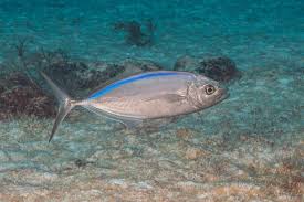 Image result for Caranx ruber