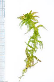 Attēlu rezultāti vaicājumam “Sphagnum tenellum”