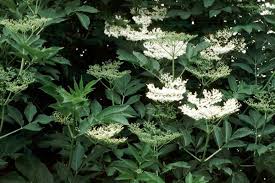 Attēlu rezultāti vaicājumam “Sambucus nigra flower”