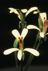 Attēlu rezultāti vaicājumam “Conardia compacta macro”