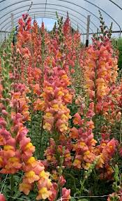 Image result for Antirrhinum majus