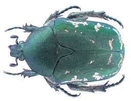 Attēlu rezultāti vaicājumam “Liocola lugubris”