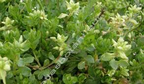 Attēlu rezultāti vaicājumam “Stellaria pallida”