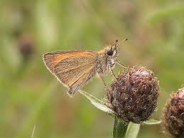Attēlu rezultāti vaicājumam “Thymelicus lineola female”