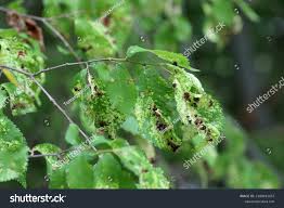 Attēlu rezultāti vaicājumam “Tetraneura ulmi”