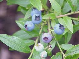 Attēlu rezultāti vaicājumam “Vaccinium angustifolium”